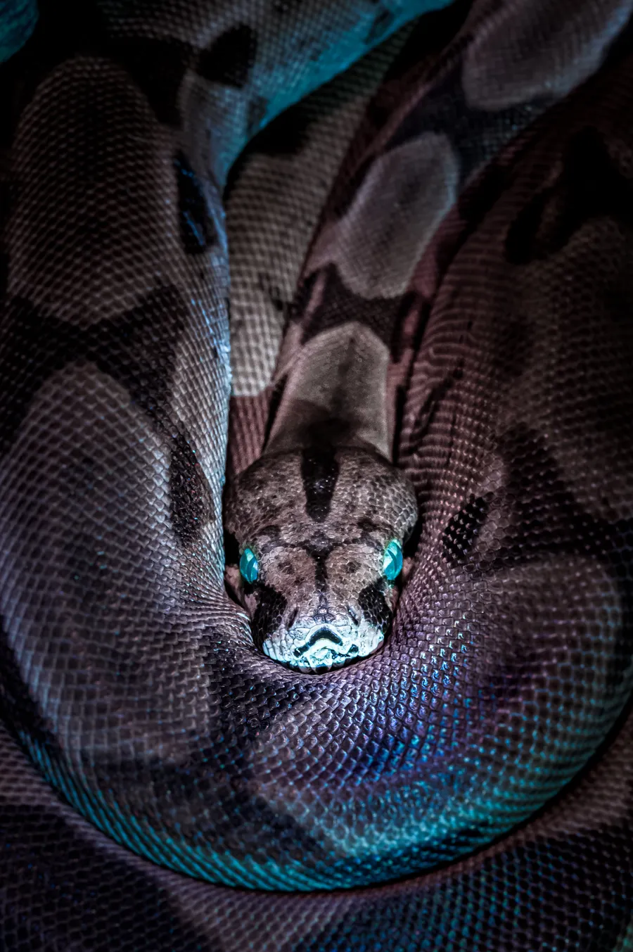 Python-slange
